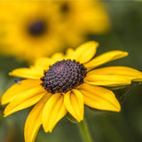 100 Graines de Rudbeckie Hérissée, Rudbeckia Hirta Gloriosa Daisy