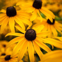 50 Graines de Rudbeckie Hérissée, Rudbeckia Hirta Gloriosa Daisy