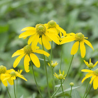 50 Graines de Rudbeckie Hérissée, Rudbeckia Hirta Gloriosa Daisy