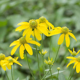 100 Graines de Rudbeckie Hérissée, Rudbeckia Hirta Gloriosa Daisy