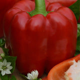 20 Graines de Poivron Rouge "Robertina", Capsicum Annuum