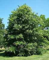 10 Graines de Chêne des marais, Chêne à épingles, Quercus palustris