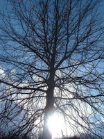 2 Graines de Chêne des marais, Chêne à épingles, Quercus palustris