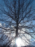 10 Graines de Chêne des marais, Chêne à épingles, Quercus palustris