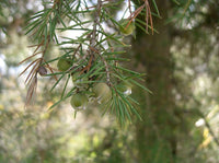 10 Graines de Genévrier rigide, Juniperus rigida