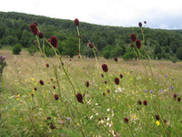 5 Graines de Sanguisorba officinalis, Grande pimprenelle, Sanguisorbe officinale