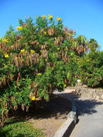 3 Graines de Bois pissenlit, Bois Caraïbes, Trompette d'or, Tecoma stans