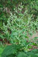 100 Graines de Chia, Salvia hispanica