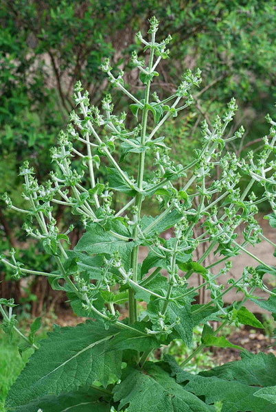 50 Graines de Chia, Salvia hispanica