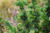 3 Graines de Genièvre, Genévrier commun, Juniperus communis