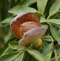 Graines d'Amandier, Amande Douce, Prunus Dulcis var. Dulcis