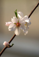 Graines d'Amandier Larguera, Amande Douce, Prunus Dulcis var. Largueta