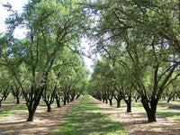 Graines d'Amandier, Amande Douce, Prunus Dulcis var. Garrigues