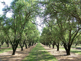 Graines d'Amandier, Amande Douce, Prunus Dulcis var. Dulcis