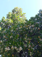 Graines d'Arbutus unedo, Arbousier, Arbousier commun, Arbre à fraises