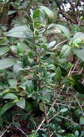 Graines de Olivier Sauvage, Oléastre, Olea europaea var. sylvestris