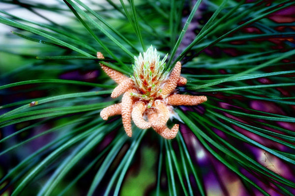 3 Graines de Pin parasol, Pin Pignon, Pinus pinea