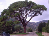 5 Graines de Pin parasol, Pin Pignon, Pinus pinea