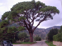 10 Graines de Pin parasol, Pin Pignon, Pinus pinea