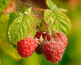 3 Graines de Framboisier, Ronce du mont Ida, Framboisier Sauvage, Rubus idaeus