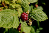 10 Graines de Framboisier, Ronce du mont Ida, Framboisier Sauvage, Rubus idaeus