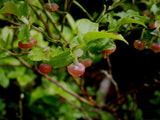 3 Graines de myrtille, Vaccinium myrtillus