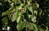 3 Graines de Aulne de Corse, Aulne cordé, Aulne à feuilles en cœur, Aulne d'Italie, Aulne cordiforme, Alnus cordata