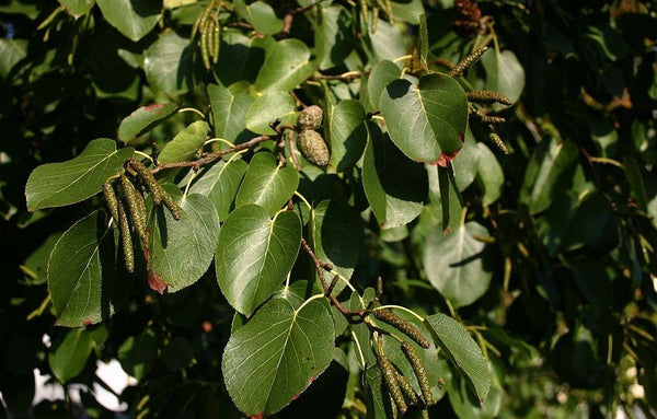 3 Graines de Aulne de Corse, Aulne cordé, Aulne à feuilles en cœur, Aulne d'Italie, Aulne cordiforme, Alnus cordata