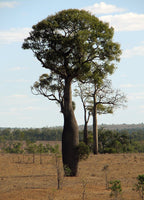 40 Graines d'arbre bouteille australien, Brachychiton rupestris