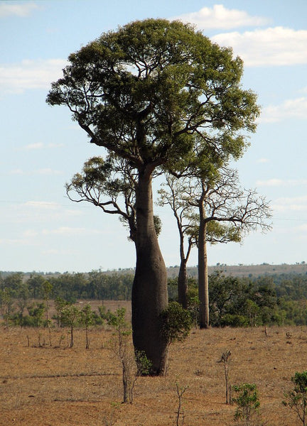 10 Graines d'arbre bouteille australien, Brachychiton rupestris