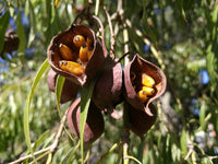 10 Graines d'arbre bouteille australien, Brachychiton rupestris