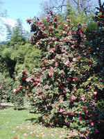 2 Graines de Camélia du Japon, Camellia japonica