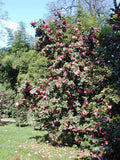 2 Graines de Camélia du Japon, Camellia japonica