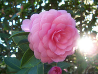 4 Graines de Camélia du Japon, Camellia japonica