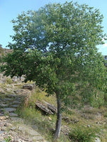 10 Graines de Micocoulier de Provence, Micocoulier du Midi, Celtis australis