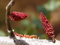 10 Graines de Caroubier, Ceratonia siliqua