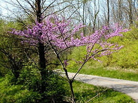 Graines de Gainier du Canada, Gainier Rouge, Cercis canadensis