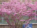 Graines de Gainier de Chine, Cercis Chinensis