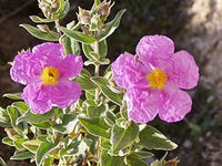 30 Graines de Ciste cotonneux, Ciste blanc, Ciste blanchâtre, Cistus albidus