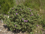 30 Graines de Ciste cotonneux, Ciste blanc, Ciste blanchâtre, Cistus albidus