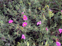 30 Graines de Ciste Crépu, Cistus crispus