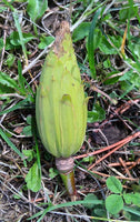 Graines de Tulipier de Virginie, arbre aux lis, Liriodendron tulipifera