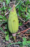 Graines de Tulipier de Virginie, arbre aux lis, Liriodendron tulipifera