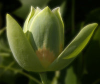 Graines de Tulipier de Virginie, arbre aux lis, Liriodendron tulipifera