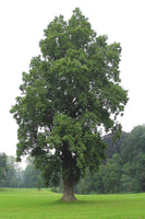 Graines de Tulipier de Virginie, arbre aux lis, Liriodendron tulipifera