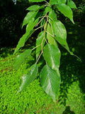 Graines de Oranger des Osages, Maclura pomifera