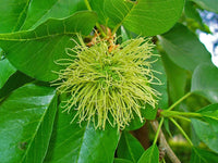 Graines de Oranger des Osages, Maclura pomifera