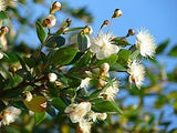 Graines de Myrte commun, Myrtus communis