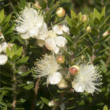 Graines de Myrte de Tarente, Myrtus Tarentina