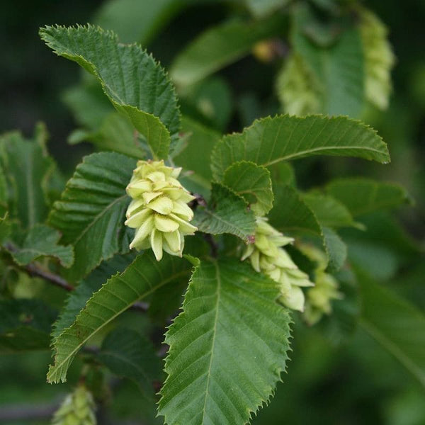 Graines de Charme houblon, Ostrya carpinifolia